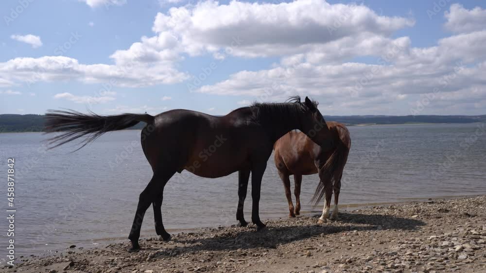 Domestic Horses Wagging Their Tail While Standing By The Shore Of Naussac Lake On A Sunny Day In Summer. - wide shot Domestic Horses Wagging Their Tail While Standing By The Shore Of Naussac Lake On A Sunny Day In Summer. - wide shot