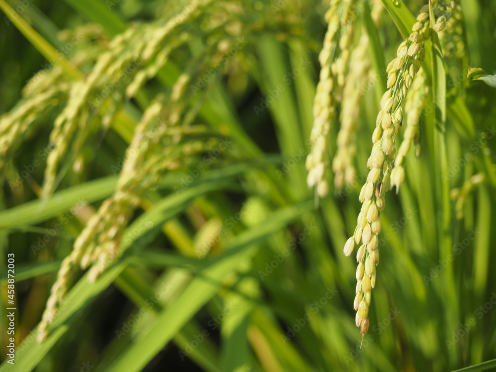 刈り取り前の稲穂