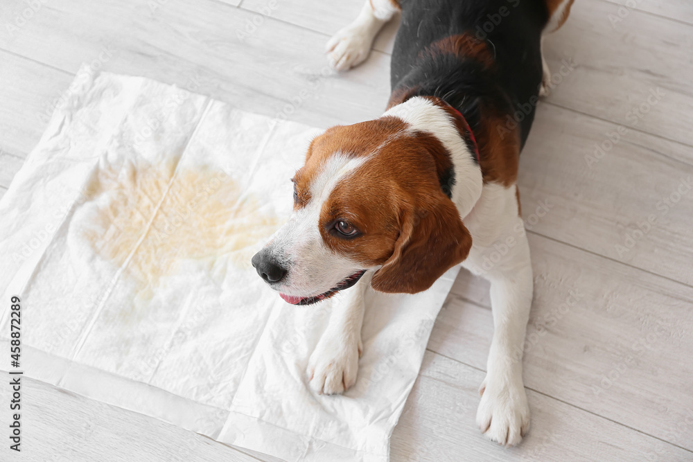 Cute dog near underpad with wet spot on floor