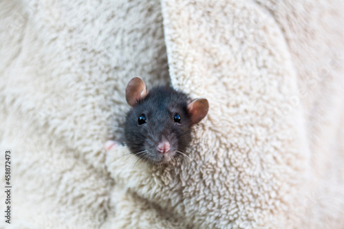 the head of a curious gray rat peeks out of the pocket of women's clothing