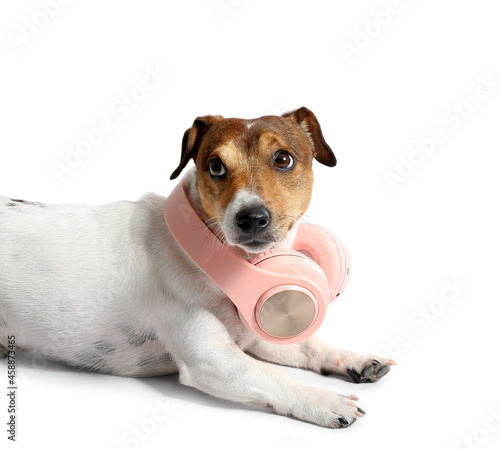 Fototapeta Naklejka Na Ścianę i Meble -  Cute Jack Russel Terrier with headphones on white background