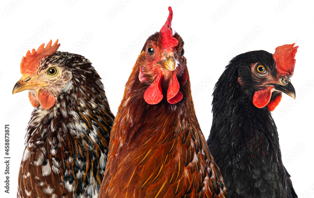 Three hens isolated on white looking at camera