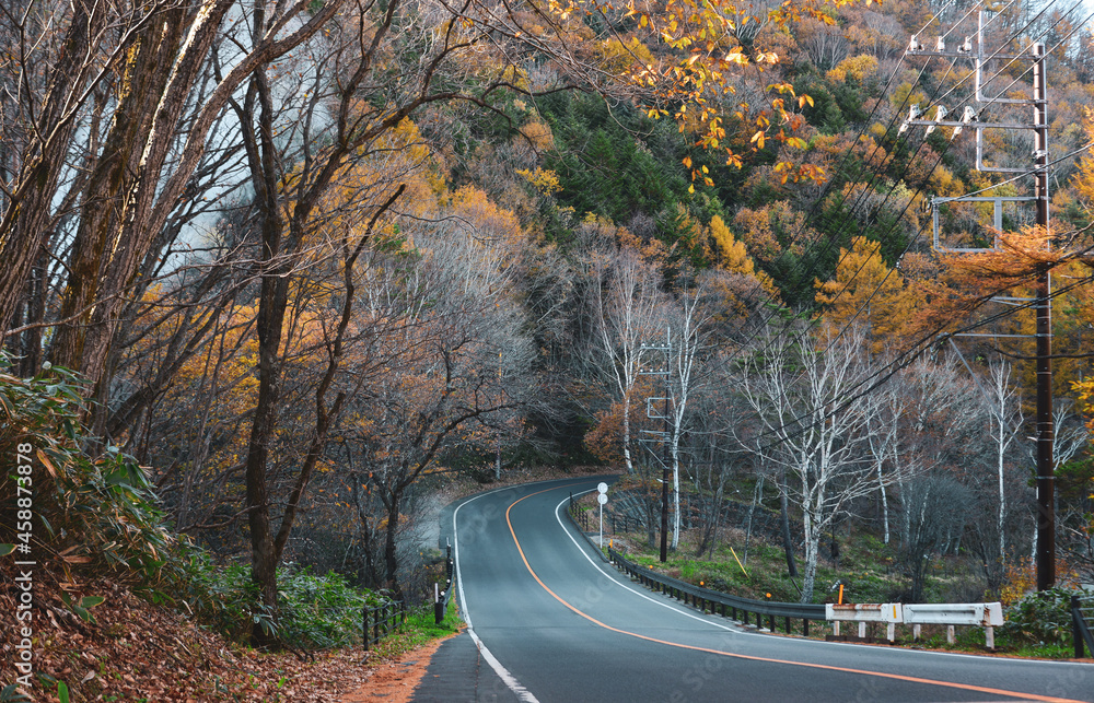 Fototapeta premium Path through the autumn forest
