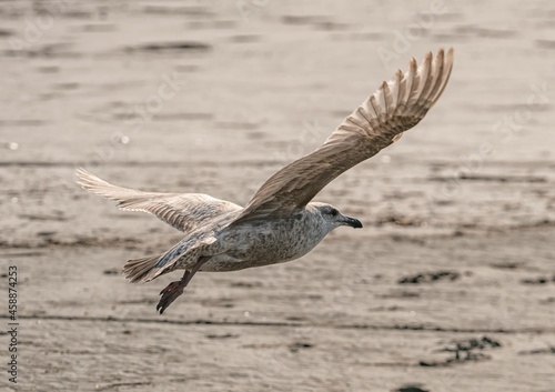 Seagull flight