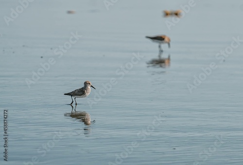 Bird reflection at Ocean © Nikolay