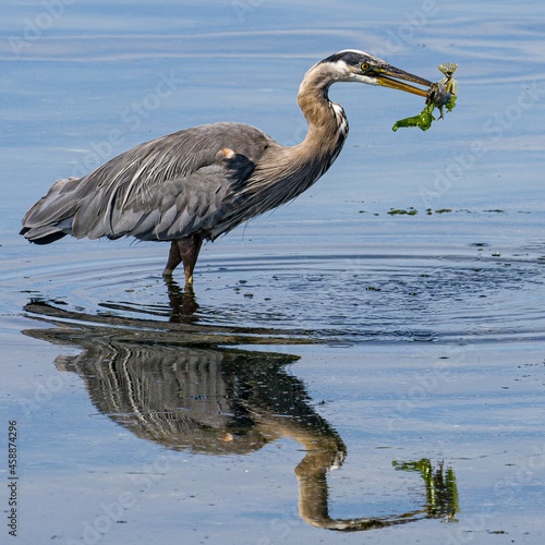 Heron with fish