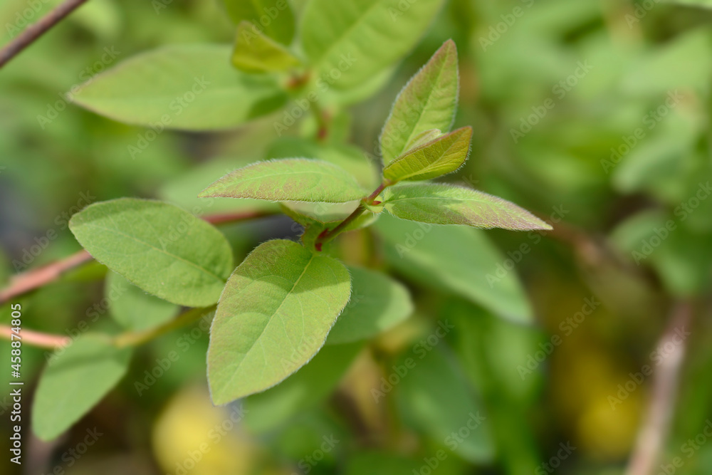 Honeyberry Honeyberry