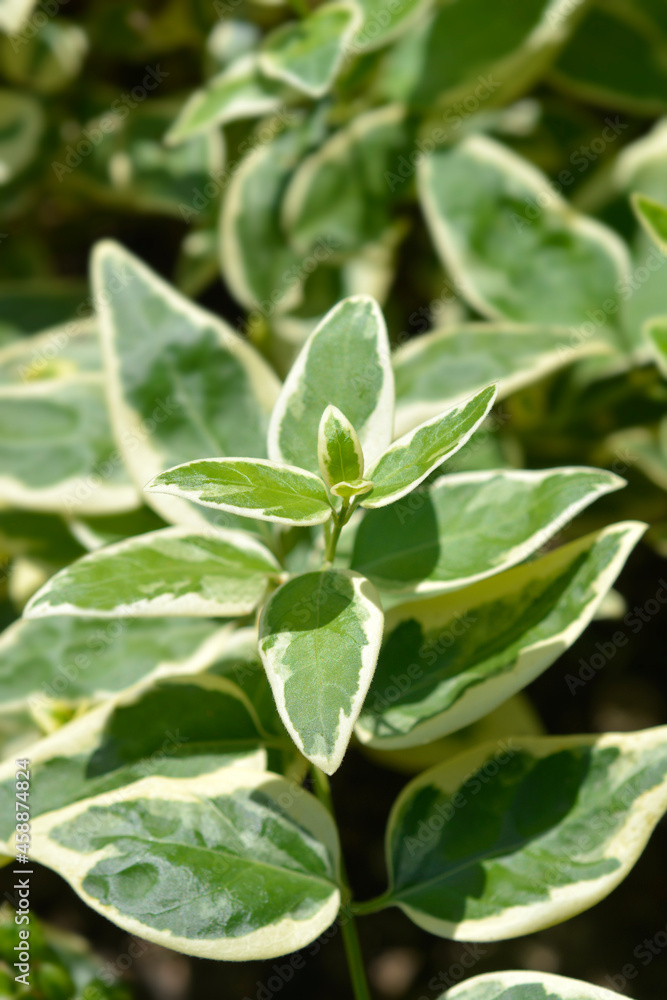 Variegated Greater periwinkle Variegated Greater periwinkle