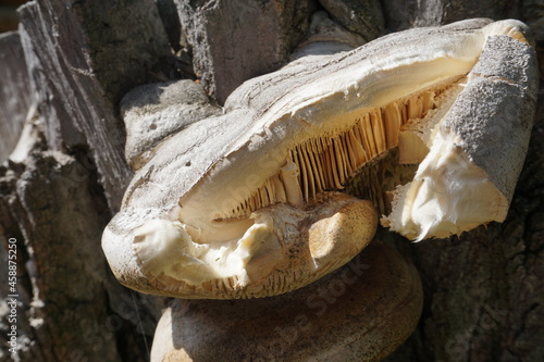 closeup of broken mushroom with gills on tree