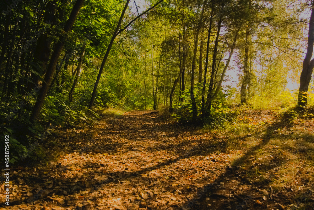 Fototapeta premium autumn in the forest