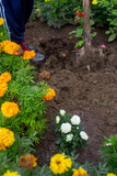 Planting flowers by farmer in garden bed of country house. Garden seasonal work concept