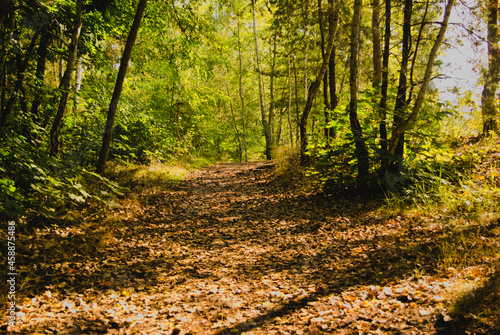 autumn in the forest