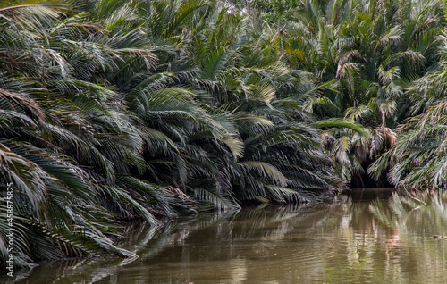 The beauty of the tropical natural background. Jungle landscape of trees that grow in mangrove forests. photo