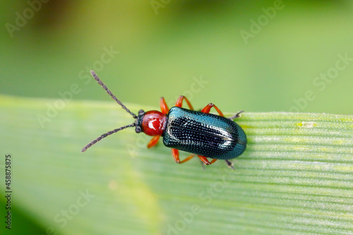 Cereal leaf beetle (Oulema melanopus) on the cereal leaf. It is a significant cereals pest. photo