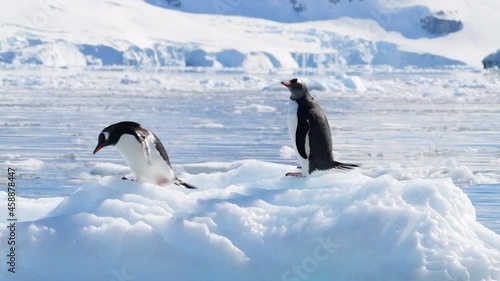 Gentoo Penguins on the ice in Antarctica