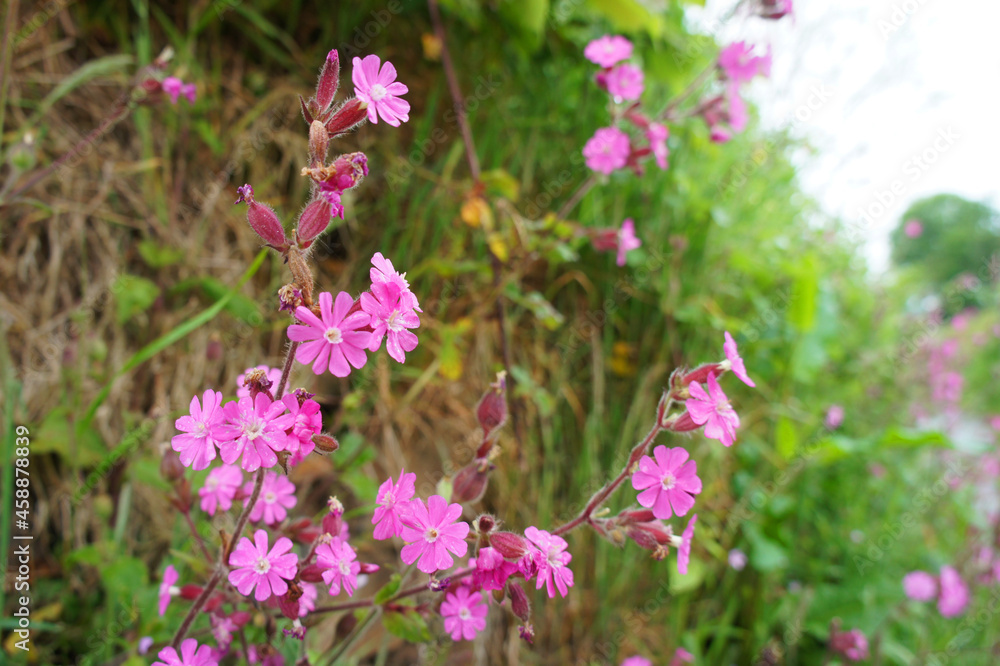 Fototapeta premium Red Campion Bloom