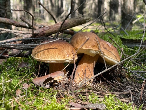 mushrooms in the forest