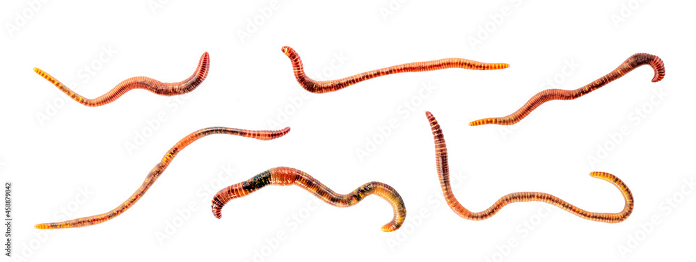 Set of worms Isolated on white background. Earthworm live bait for fishing