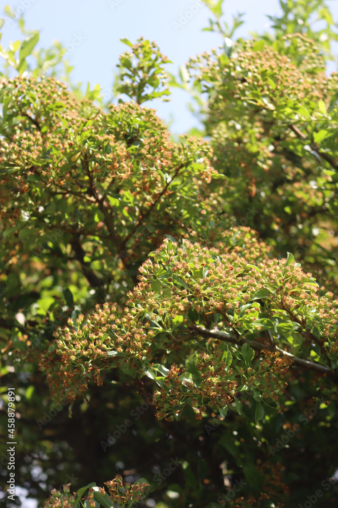 Pyracantha bush with green unripe berries on branches on  summer on a sunny day