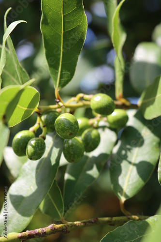 Many green unripe berries of Laurel bush on branches. Laurus nobilis on late summer