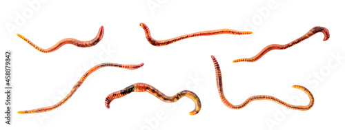 Set of worms Isolated on white background. Earthworm live bait for fishing photo