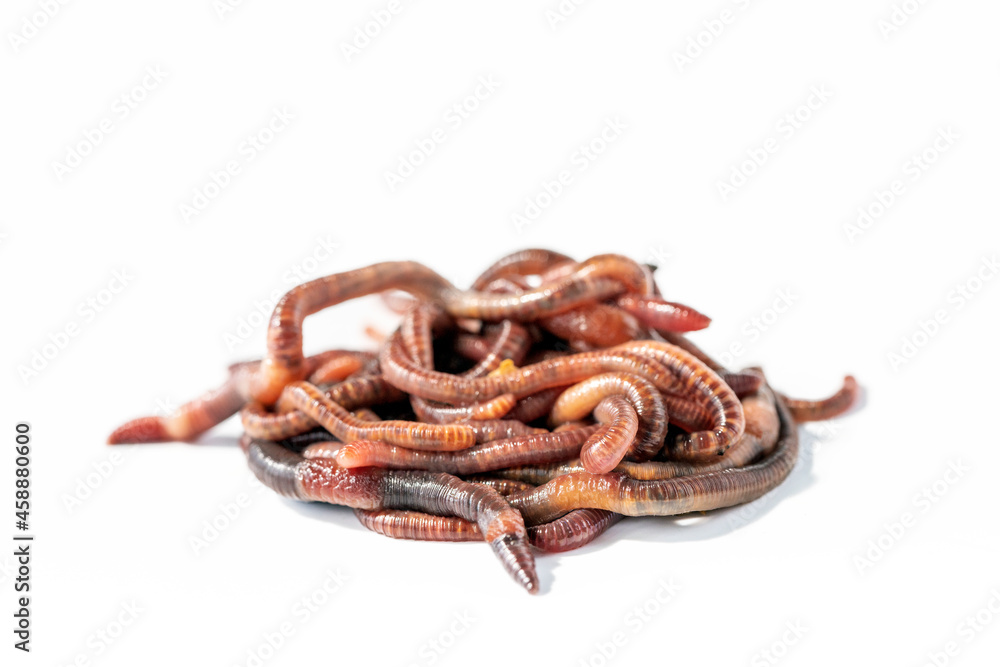 Heap of earth worms isolated on white. Heap of earth worms isolated on white.
