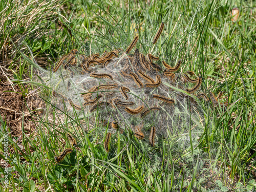 North Caucasus. The colony of the ground lackey (Malacosoma castrense) butterfly caterpillars. photo