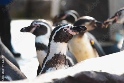 African adorable penguin or Spheniscus demersus also known as the jackass penguin and black-footed penguin. which stay in African. 