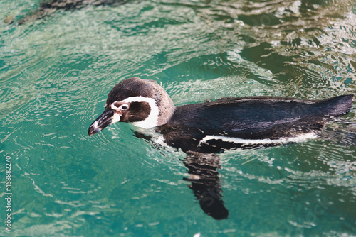 African adorable penguin or Spheniscus demersus also known as the jackass penguin and black-footed penguin. which stay in African.  