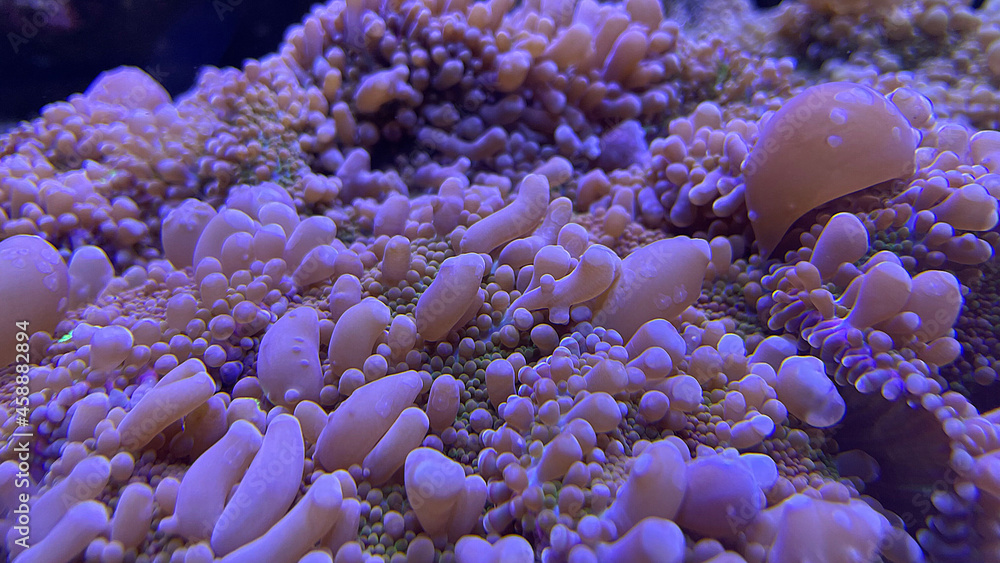 Fototapeta premium Beautiful algae at the bottom of the aquarium