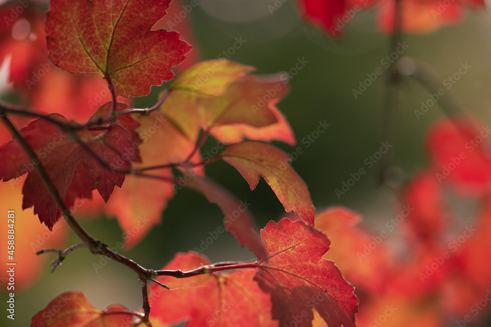Fototapeta premium sonniger Herbsttag, September, orange/rot/braun/grün 