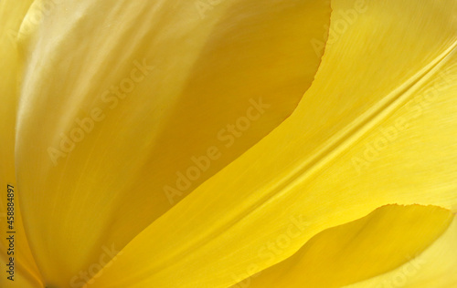 Yellow tulip, background.