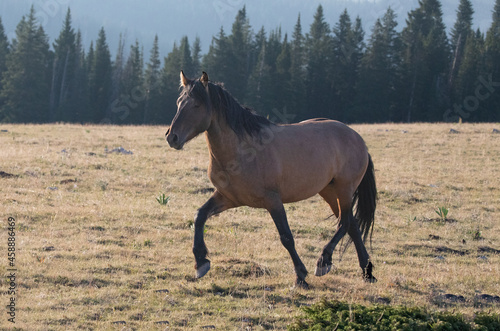 Fototapeta Naklejka Na Ścianę i Meble -  Bay Sorrel wild horse mustang stallion running in the Pryor Mountain Wild Horse Range on the border of Wyoming and Montana United States