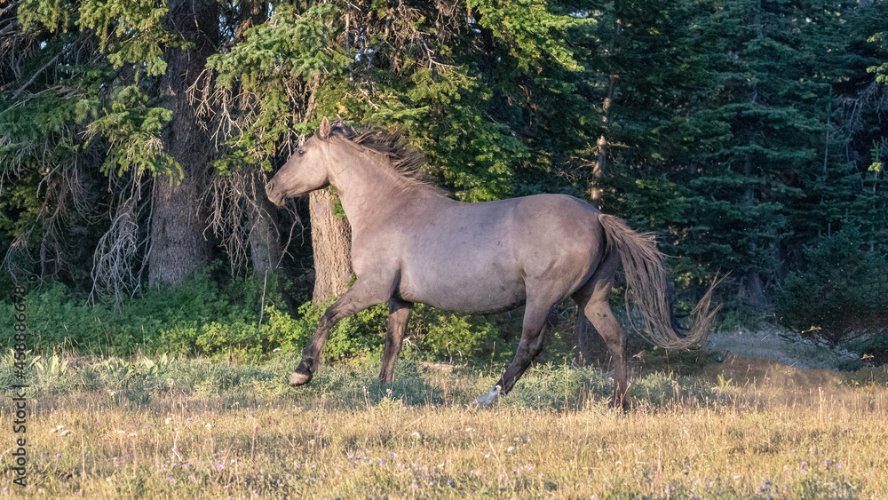 Silver gray grullo Wild Horse stallion running in Montana United States Silver gray grullo Wild Horse stallion running in Montana United States