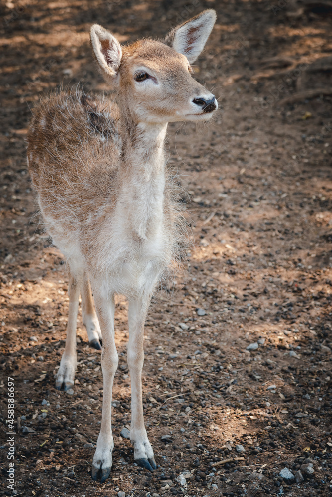 An adorable red deer in the green forest.