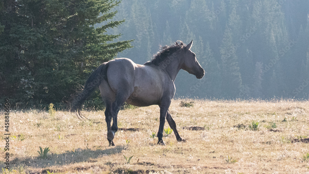 Wild Horse silver gray grullo stallion running in the Pryor Mountains Wild Horse Range on the Montana Wyoming border in the United States Wild Horse silver gray grullo stallion running in the Pryor Mountains Wild Horse Range on the Montana Wyoming border in the United States