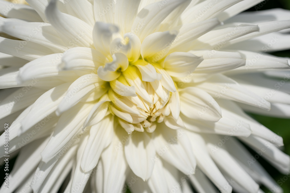 Schöne Blüte im Garten Schöne Blüte im Garten