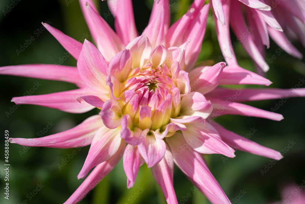 Obraz premium Schöne Blüte im Garten