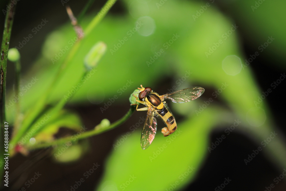 natural allograpta insect macro photo natural allograpta insect macro photo