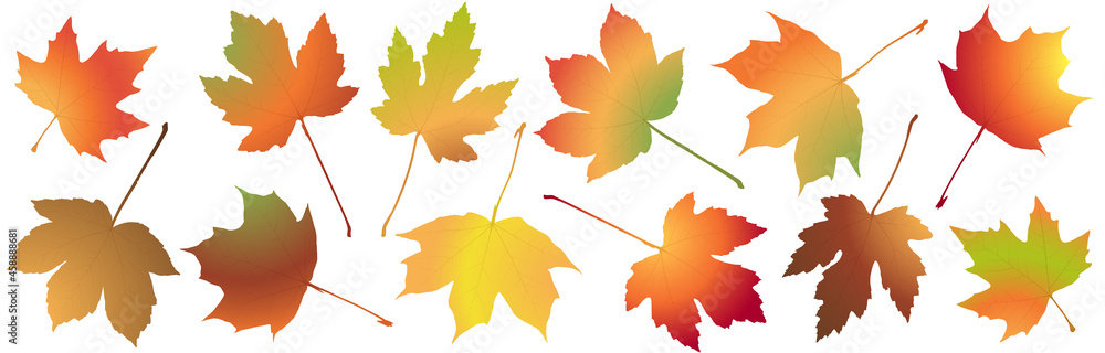Fototapeta premium fall maple leaves colored collection
