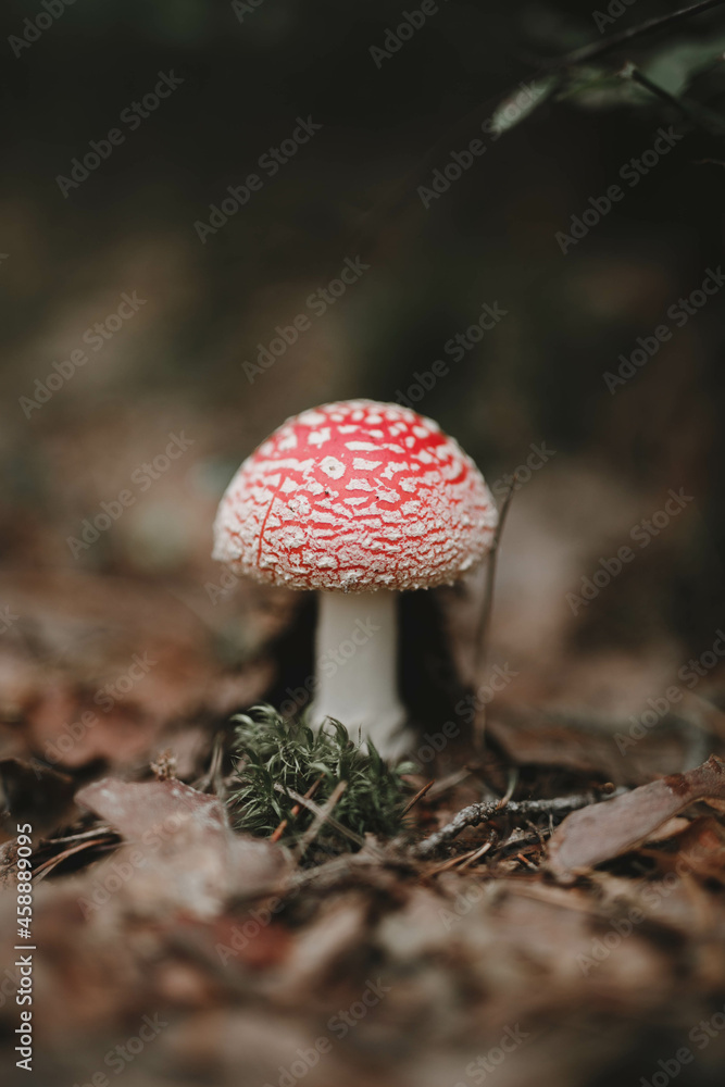 Fly agaric (toadstool) mushroom in autumn leaves