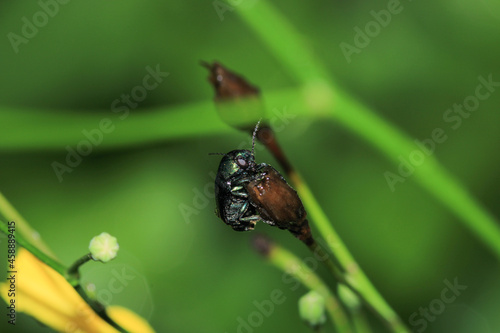 gastrophysa viridula insect macro photo