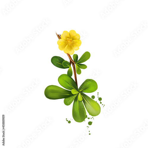 Digital art illustration of Common purslane, Portulaca oleracea isolated on white background. Organic healthy food. Green fresh vegetable. Hand drawn plant closeup. Graphic design clip art element