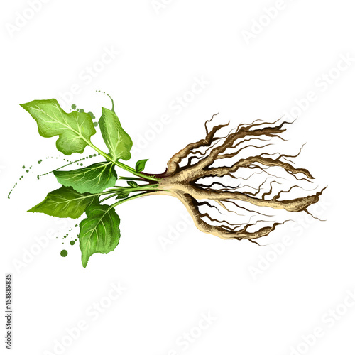 Digital art illustration of Skirret, Sium sisarum isolated on white background. Organic healthy food. Green fresh vegetable with root. Hand drawn plant closeup. Graphic design clip art element photo