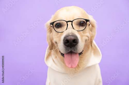 The dog in glasses and in a white sweatshirt sits on a purple background. The Golden Retriever is dressed as a programmer or student.