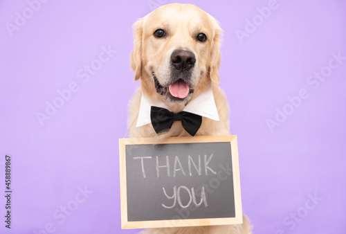 The dog is holding a black sign with the words "thank you". Golden Retriever sits on a purple background in a bow tie and looks into the camera with an advertising banner. © deine_liebe