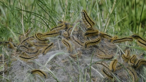 North Caucasus. The colony of the ground lackey (Malacosoma castrense) butterfly caterpillars. photo