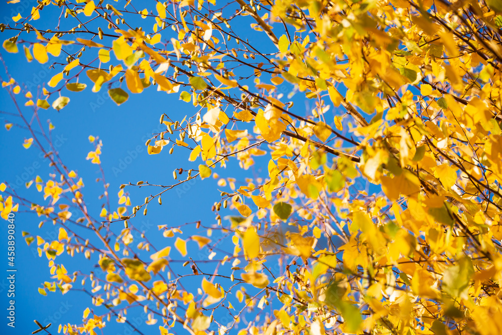bright colorful leaves in autumn in sunlight bright colorful leaves in autumn in sunlight
