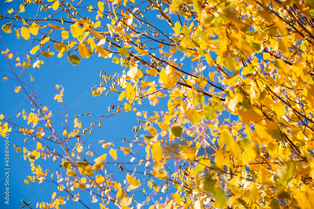 bright colorful leaves in autumn in sunlight