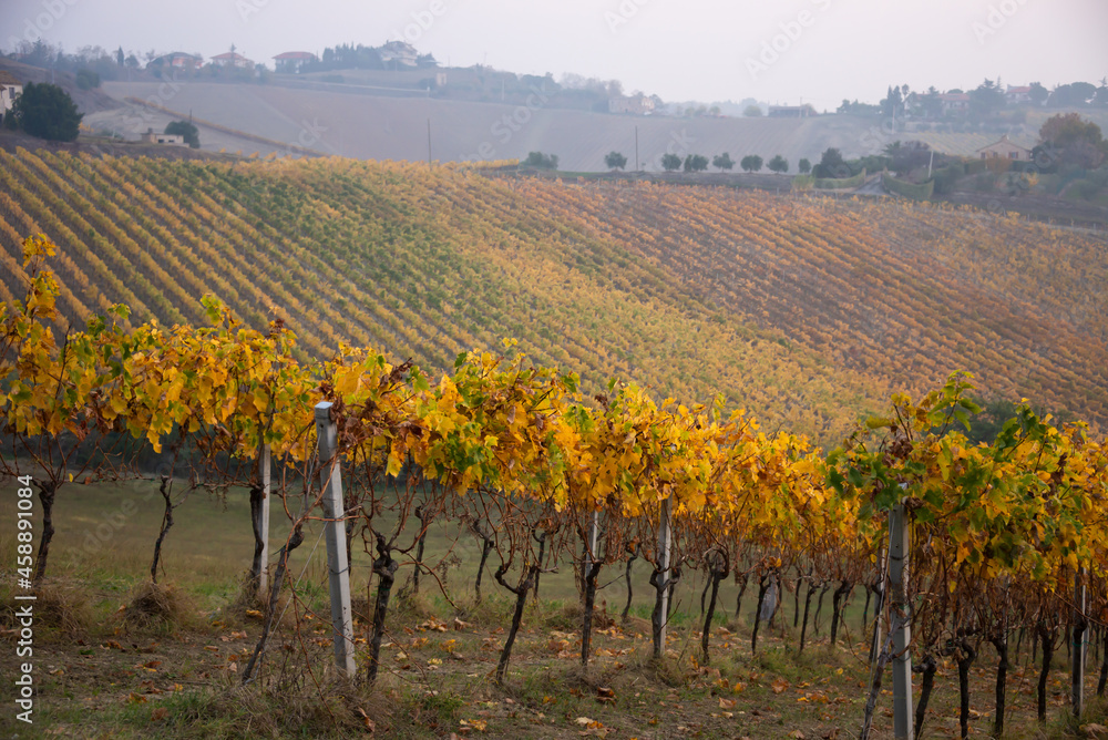Vineyard in autumn with coloful fogliage